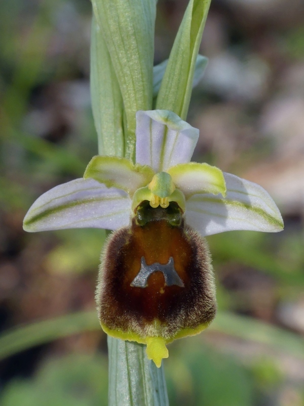 Ophrys crabronifera e la sua variabilit in alcune zone di Lazio e Abruzzo primavera 2018